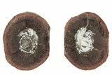 Rare, Fossil Horseshoe Crab (Euproops) Pos/Neg - Mazon Creek #262591-1
